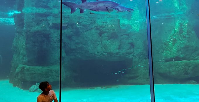 Two Oceans Aquarium – O aquário da Cidade do Cabo