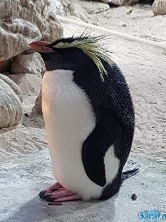 Pinguim, Two Oceans Aquarium