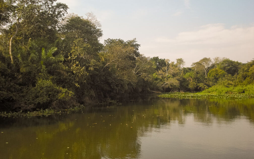 Corixo no Pantanal