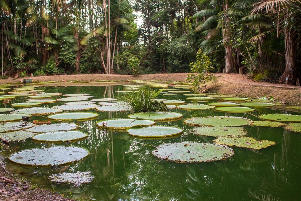 Jardim Botânico de Manaus Adolpho Ducke