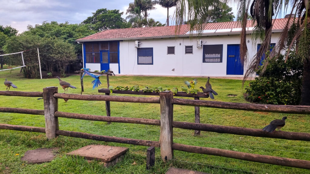 G1 - No Pantanal de MS, cavalgada entre fazendas pode durar até uma semana  - notícias em Mato Grosso do Sul