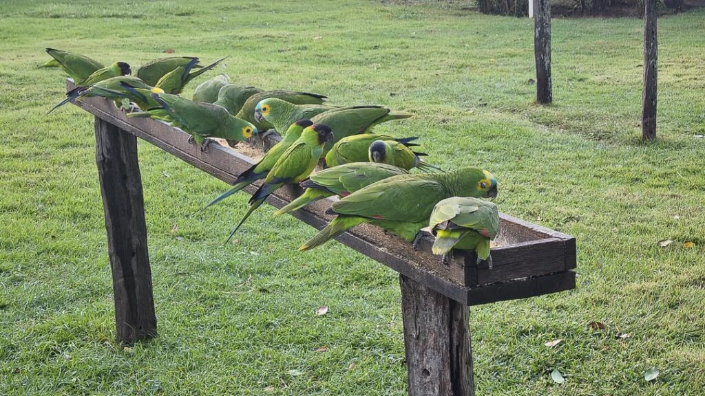 Papagaios Pantanal