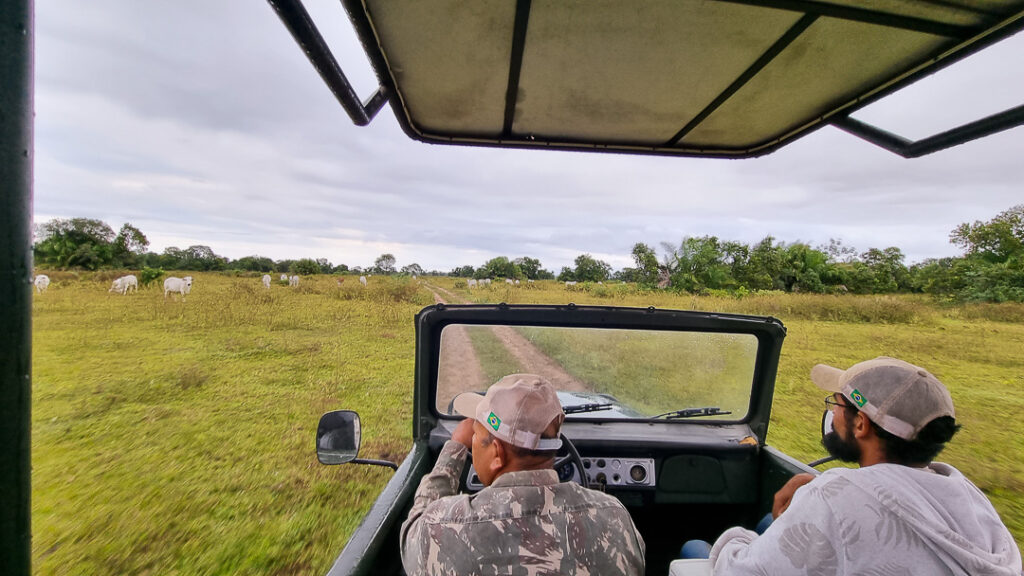 Safari no Pantanal