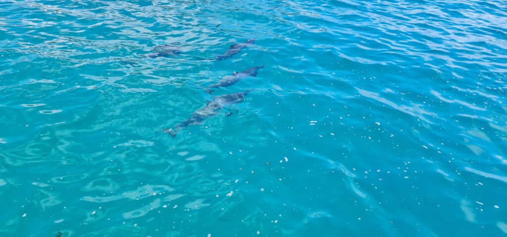 Golfinhos em Fernando de Noronha