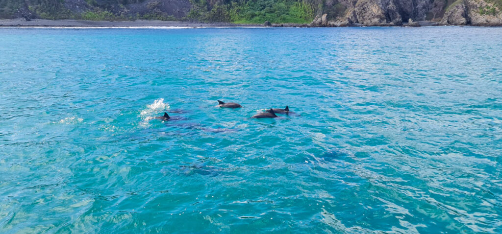 Golfinhos em Noronha